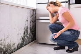 Best Mold Damage Restoration  in Mount Arlington, NJ